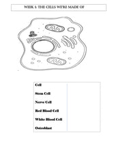Load image into Gallery viewer, Human Body STUDENT JOURNAL (PRINT)