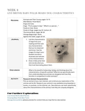 Load image into Gallery viewer, Delighting in Animals: Domestic & Young (PDF)