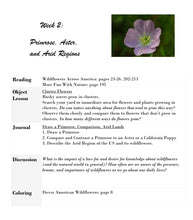Load image into Gallery viewer, Delighting in Creation: Wildflowers (PRINT)