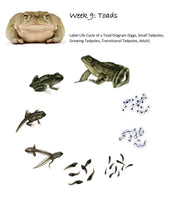 Load image into Gallery viewer, Habitats Mega Bundle (PDF)