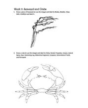 Load image into Gallery viewer, Seashells Student Journal (PDF)