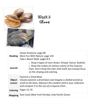 Load image into Gallery viewer, Delighting in Creation: Seashells and the Seashore (Print)