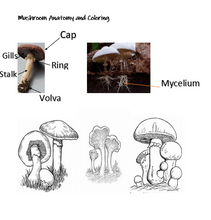 Load image into Gallery viewer, Foraging Student Journal (Print)
