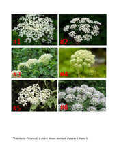 Load image into Gallery viewer, Two-Term Plants Bundle (PDF)
