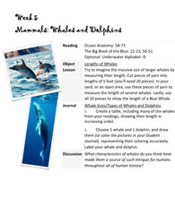 Load image into Gallery viewer, Delighting in Creation: Ocean Life (Print)
