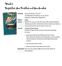 Load image into Gallery viewer, Delighting in Creation: Ocean Life (Print)
