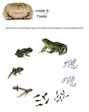 Load image into Gallery viewer, Family Learning Package (PDF)
